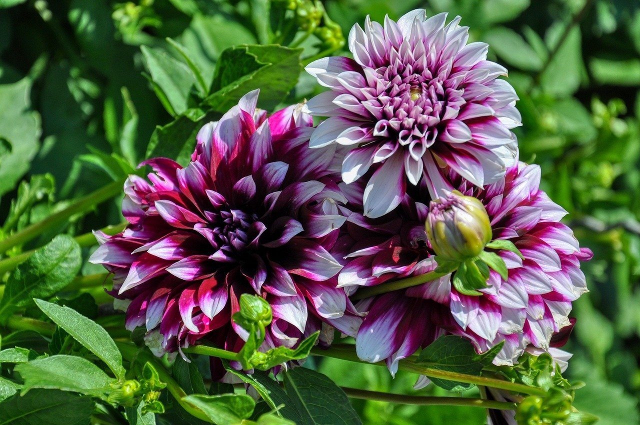 Dahlienpracht & Campingidylle im Spätsommer