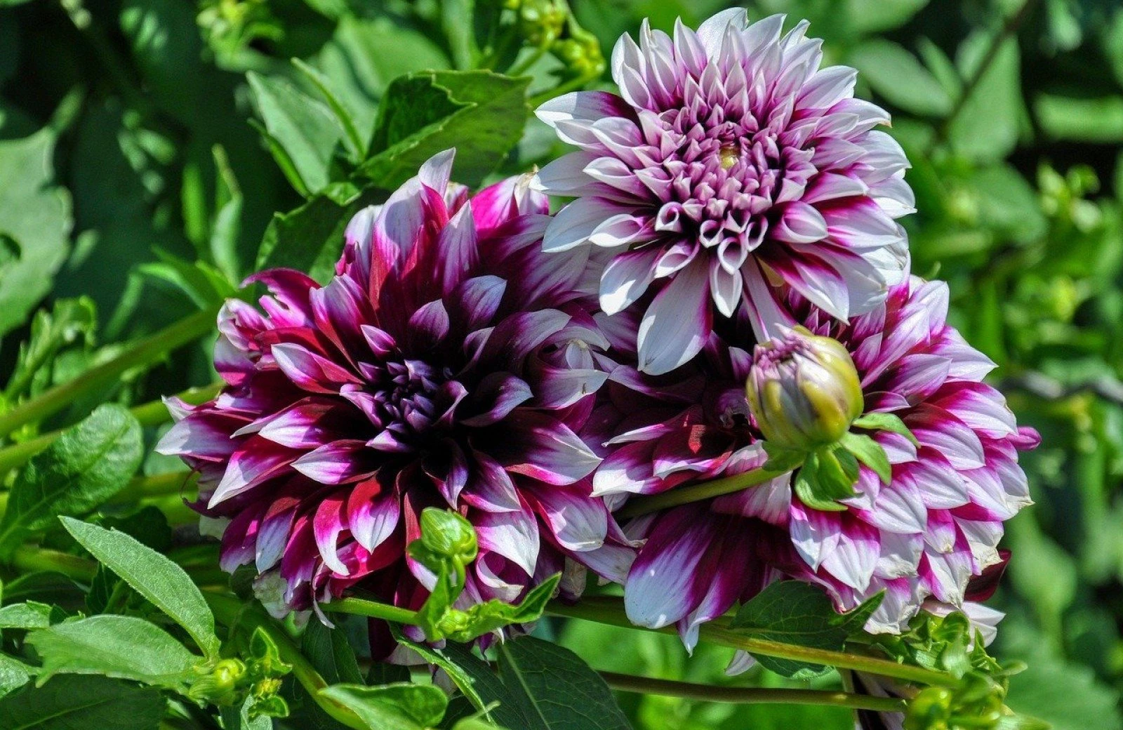 Blumenparade nahe ferienpark t wildryck in drenthe