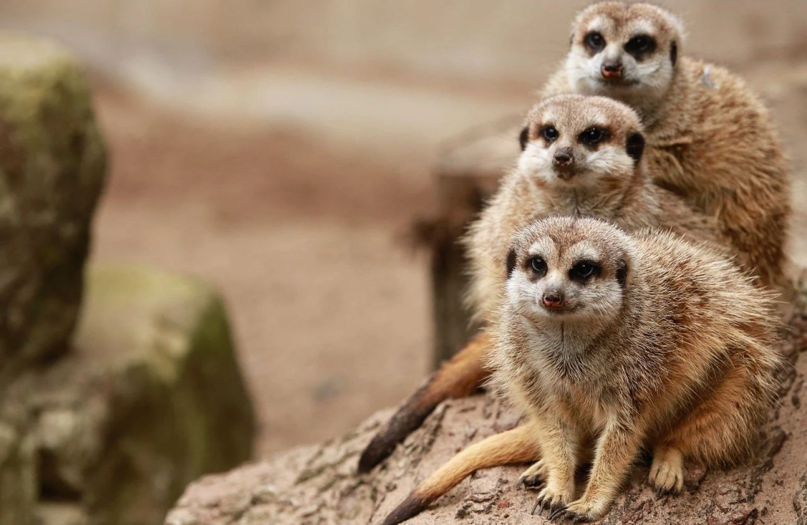 Erdmannchen wildlands zoo drenthe