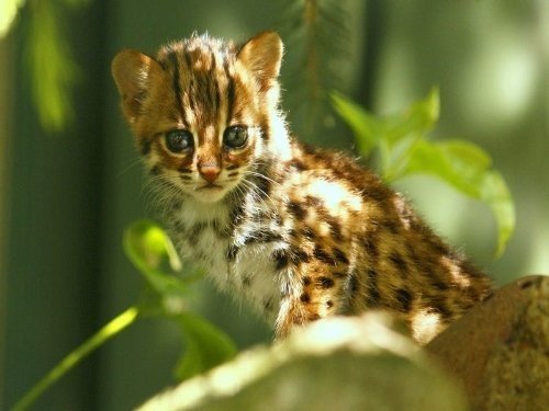 Animal park Taman Indonesia