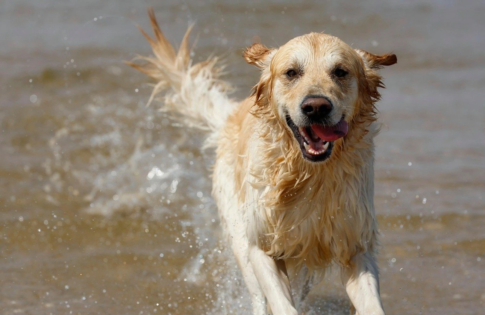 Urlaub mit hund drenthe am wasser