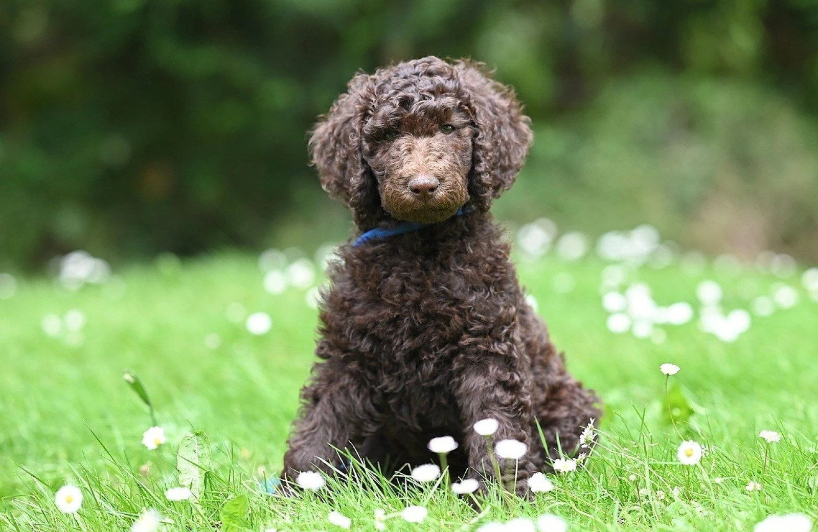 Urlaub mit hund frhling