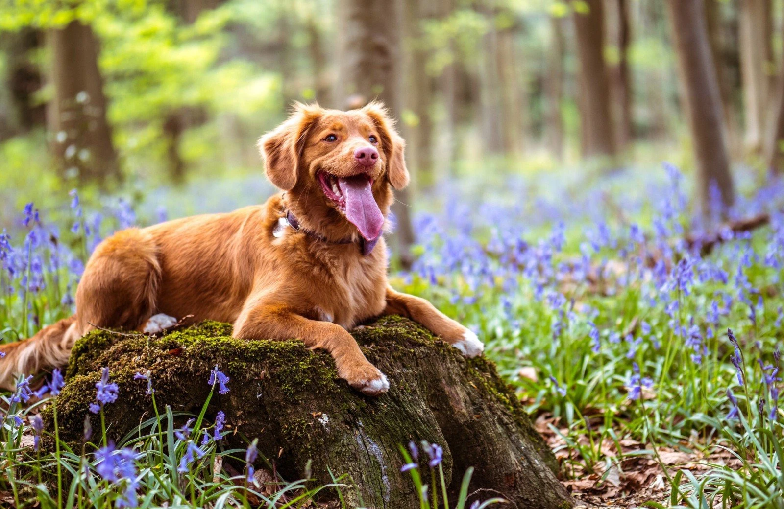 Vakantiehuis met hond