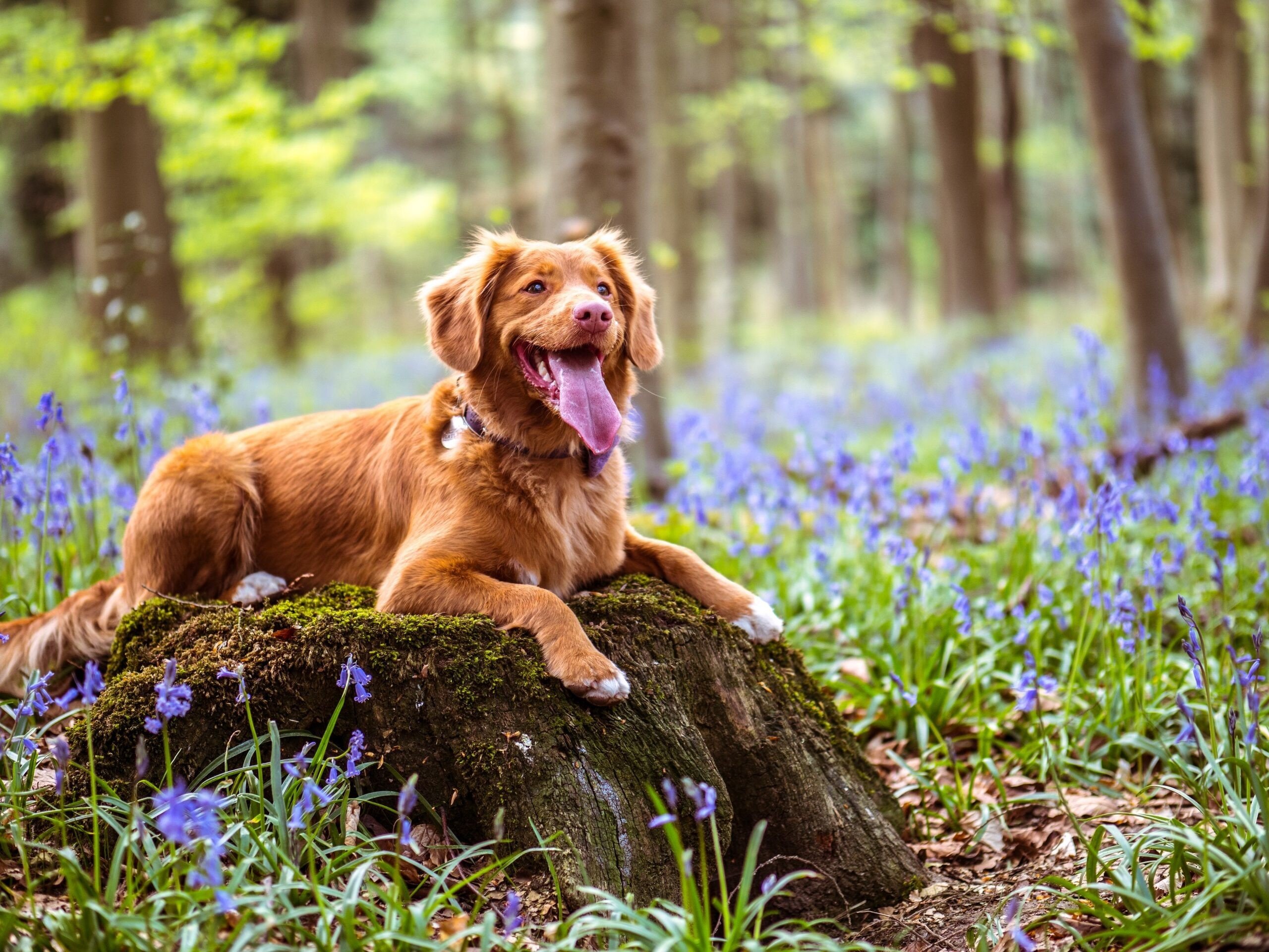 Vakantiehuis voor honden vuurwerkvrij