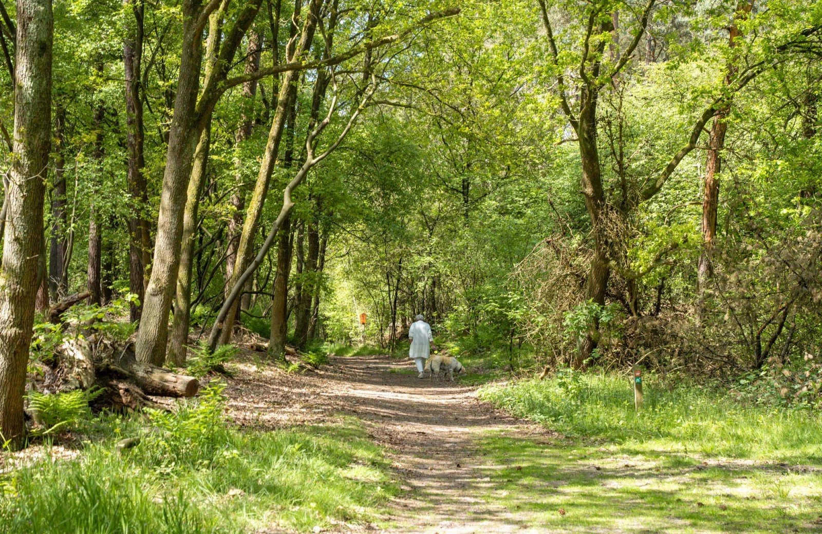 Wildryck prosuco 136